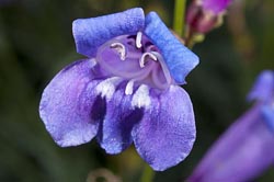 penstemon azureus var azureus thumbnail graphic